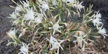 Kum Zambaklarına Dikkat: Ceza 387 Bin Lira!