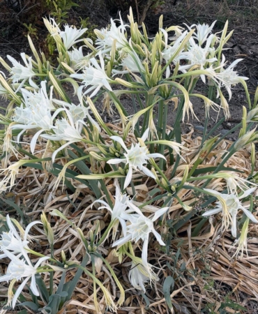 Kum Zambaklarına Dikkat: Ceza 387 Bin Lira!