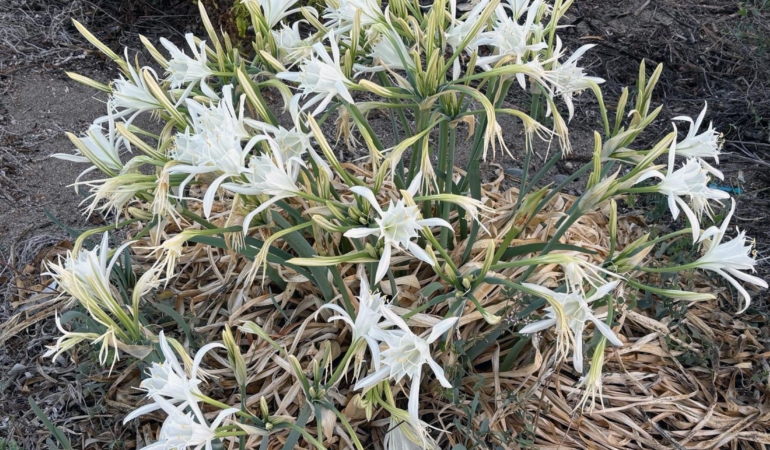 Kum Zambaklarına Dikkat: Ceza 387 Bin Lira!