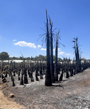 Antalya’da Yangın Büyümeden Kontrol Altına Alındı