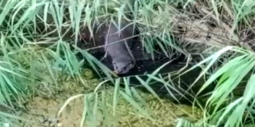 Nesli Tehlikedeki Su Samuru Avlanırken Görüntülendi