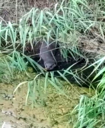 Nesli Tehlikedeki Su Samuru Avlanırken Görüntülendi