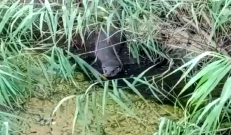 Nesli Tehlikedeki Su Samuru Avlanırken Görüntülendi