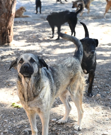 Kemer’de Hayvanlara Şefkat Eli Uzandı