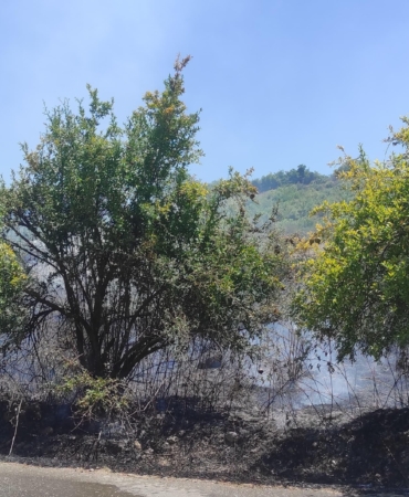 Serik’te İzmarit Yangını: 30 Nar Ağacı Yandı!