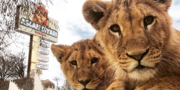 Kaçan Aslan Zeus, Adamı Ağır Yaraladı!