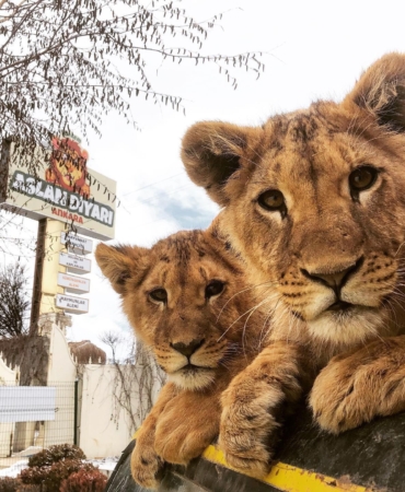 Kaçan Aslan Zeus, Adamı Ağır Yaraladı!