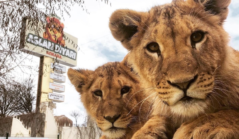 Kaçan Aslan Zeus, Adamı Ağır Yaraladı!