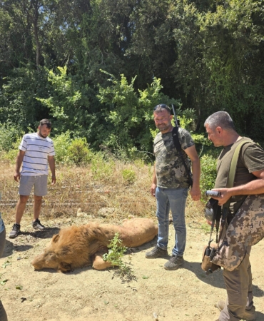 Aslan Parktan Kaçtı, Saldırdı ve Öldürüldü!