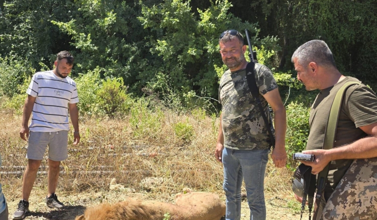 Aslan Parktan Kaçtı, Saldırdı ve Öldürüldü!