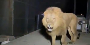 Kaçan Aslan Öldürüldü, Vatandaş Yaralandı!