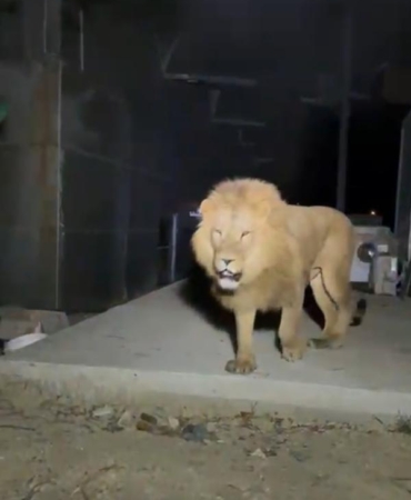 Kaçan Aslan Öldürüldü, Vatandaş Yaralandı!