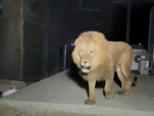 Kaçan Aslan Öldürüldü, Vatandaş Yaralandı!