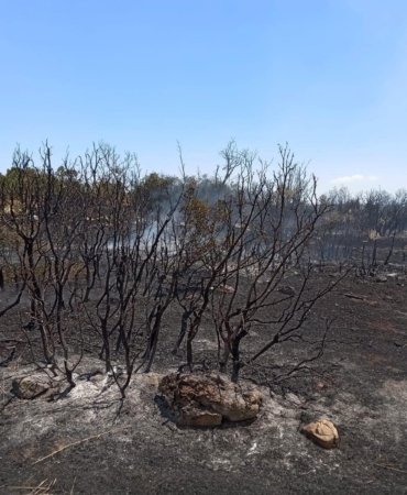 Eğirdir’de Orman Yangını Kısa Sürede Söndürüldü!