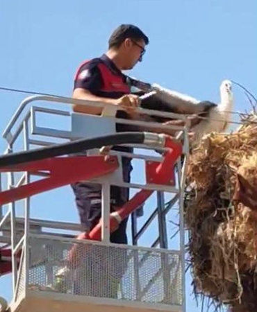 Yavru Leylek İtfaiye Ekiplerince Kurtarıldı!