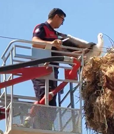Yavru Leylek İtfaiye Ekiplerince Kurtarıldı!