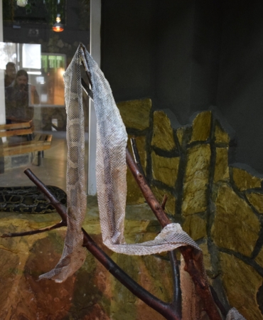 Yılan Derisi İle Şifa Arayışı: İlginç Talepler!