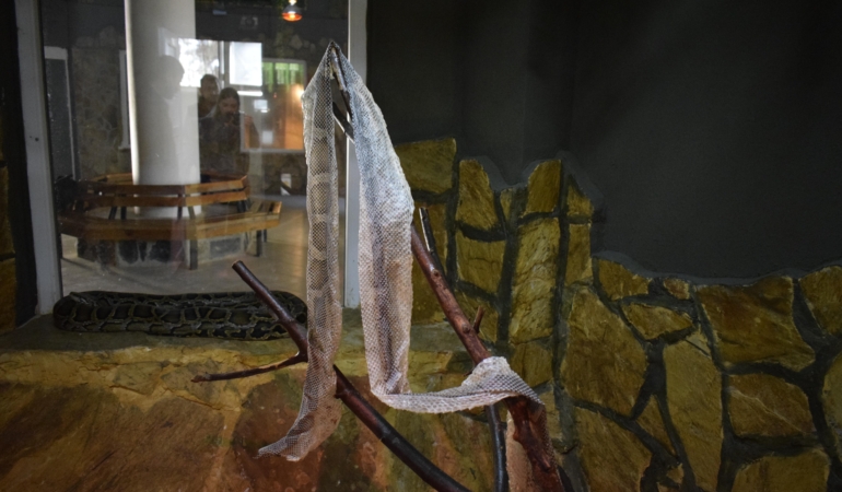 Yılan Derisi İle Şifa Arayışı: İlginç Talepler!