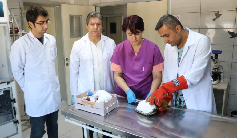 Tosbik Kaplumbağaya Diş Dolgusu ile Hayat Kurtarıldı