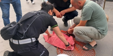 Yavrusuna Yapışan Kedi, Mahalleliyle Kurtarıldı!