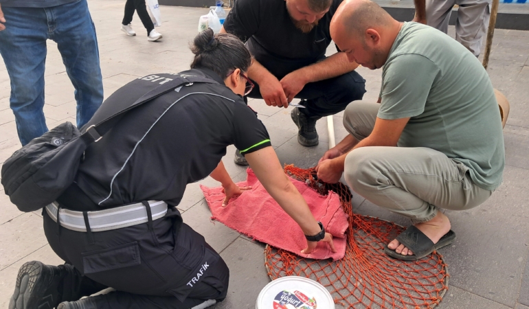 Yavrusuna Yapışan Kedi, Mahalleliyle Kurtarıldı!