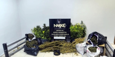 Serik’te Uyuşturucu Operasyonu: 54 Kök Kenevir Ele Geçirildi