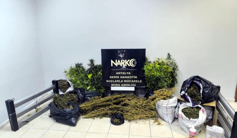 Serik’te Uyuşturucu Operasyonu: 54 Kök Kenevir Ele Geçirildi