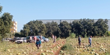 120 Ton Karpuz, İhtiyaç Sahiplerine Hayır Olarak Dağıtıldı