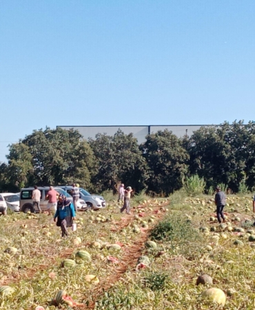 120 Ton Karpuzu Hayır İçin Dağıttı!