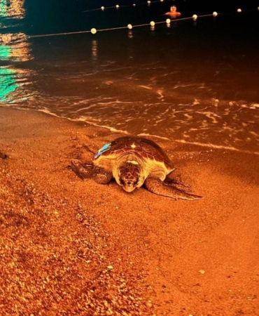Caretta Caretta Denize Döndü: İnsanlar Etkiledi!