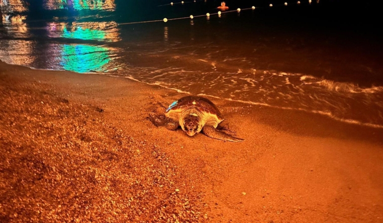 Caretta Caretta Denize Döndü: İnsanlar Etkiledi!