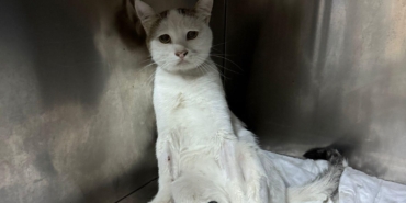 Kedinin Omuriliğindeki Mermi Ameliyatla Çıkarıldı