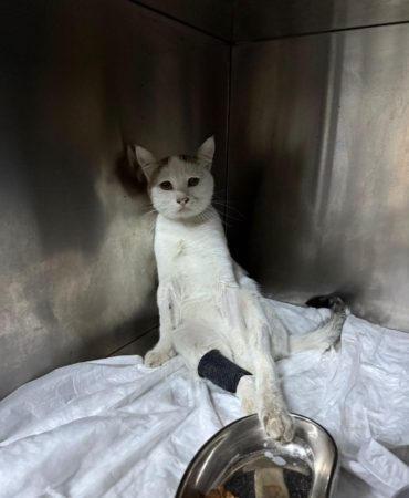 Kedinin Omuriliğindeki Mermi Ameliyatla Çıkarıldı