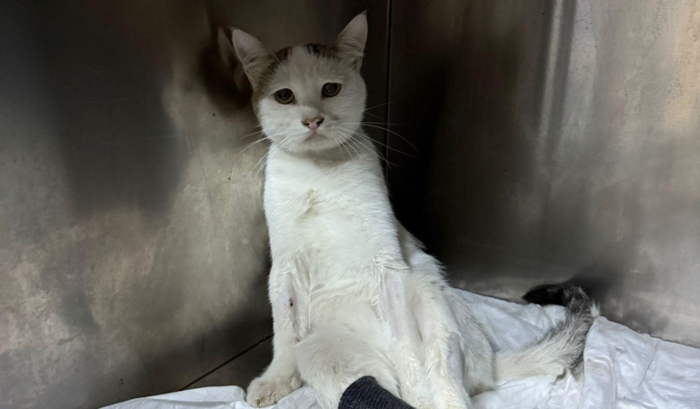 Kedinin Omuriliğindeki Mermi Ameliyatla Çıkarıldı