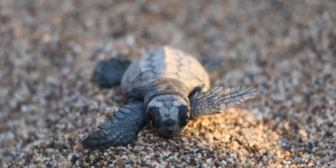 Çıralı’da Deniz Kaplumbağası Yavruları Denize Ulaştı