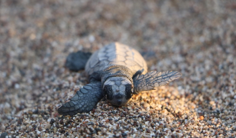 Çıralı’da Deniz Kaplumbağası Yavruları Denize Ulaştı