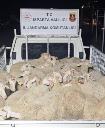 32 Küçükbaş Hayvan Çalıp Yakalandılar!