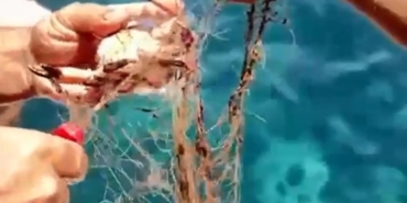 Hayalet Ağa Takılan Yengeçler Kurtarıldı!