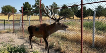 Kaza Riski Taşıyan Geyik Koruma Altına Alındı