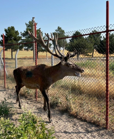 Kaza Riski Taşıyan Geyik Koruma Altına Alındı