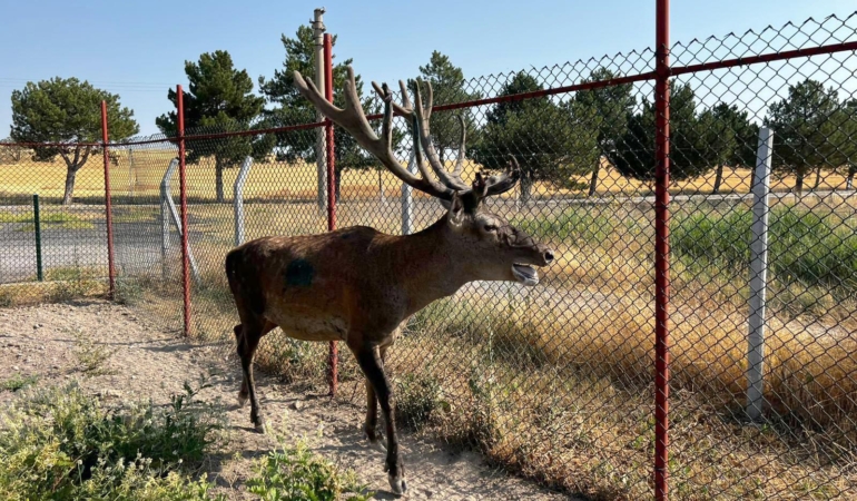 Kaza Riski Taşıyan Geyik Koruma Altına Alındı