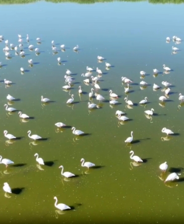 Kuruma riski altındaki gölün 'dert ortağı', allı turnalar
