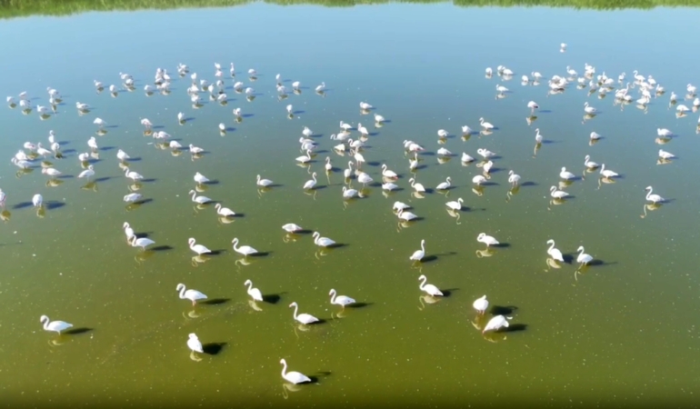Kuruma riski altındaki gölün 'dert ortağı', allı turnalar