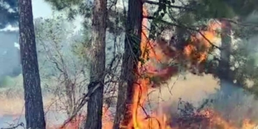 Yarıköy'de arazi yangını