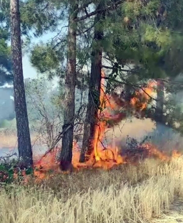 Yarıköy'de arazi yangını