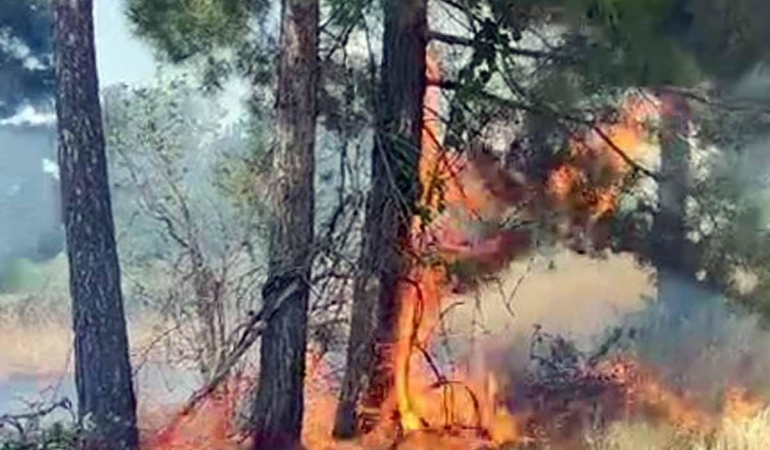Yarıköy'de arazi yangını