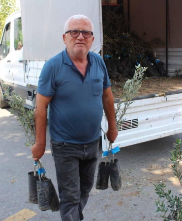 Büyükşehirden zeytin seferberliği