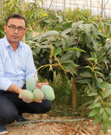‘Tüketicimiz yerli mangoyu tercih etsin’