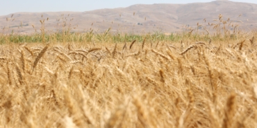 Korkuteli Yeşiloba Yaylası’nda buğday hasadı