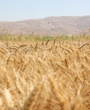 Korkuteli Yeşiloba Yaylası’nda buğday hasadı